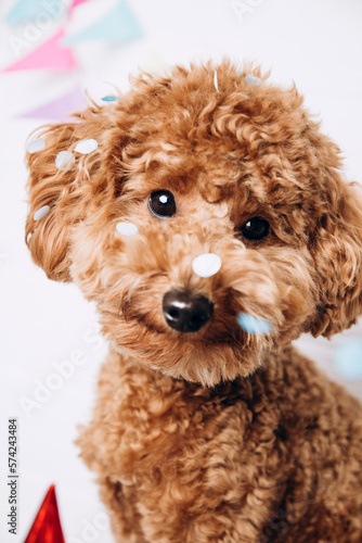 A small red poodle on a white wooden background with colourful garland celebrates a birthday. Front view