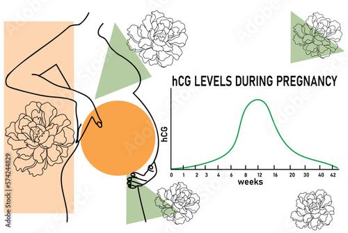 hCG levels graphic. Pregnant belly outline. Pregnant woman symbol. Abstract vector illustration
