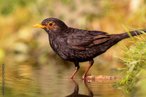 Common blackbird (Turdus merula) sitting at a pond in spring.