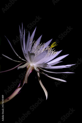 epiphyllum flower