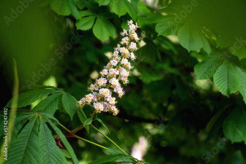 Flowering horse chestnut tree or Aesculus with beautiful white flowers bunch and green leaves in spring, seasonal floral background, natural wallpaper