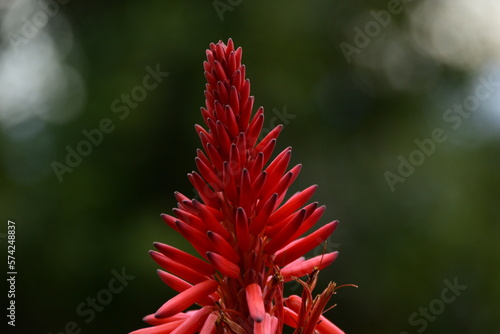 La flor de Aloe vera © Zurie