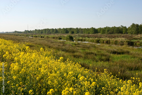 Rottige Meente photo