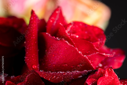 A red rose whose bud is completely covered with drops of water