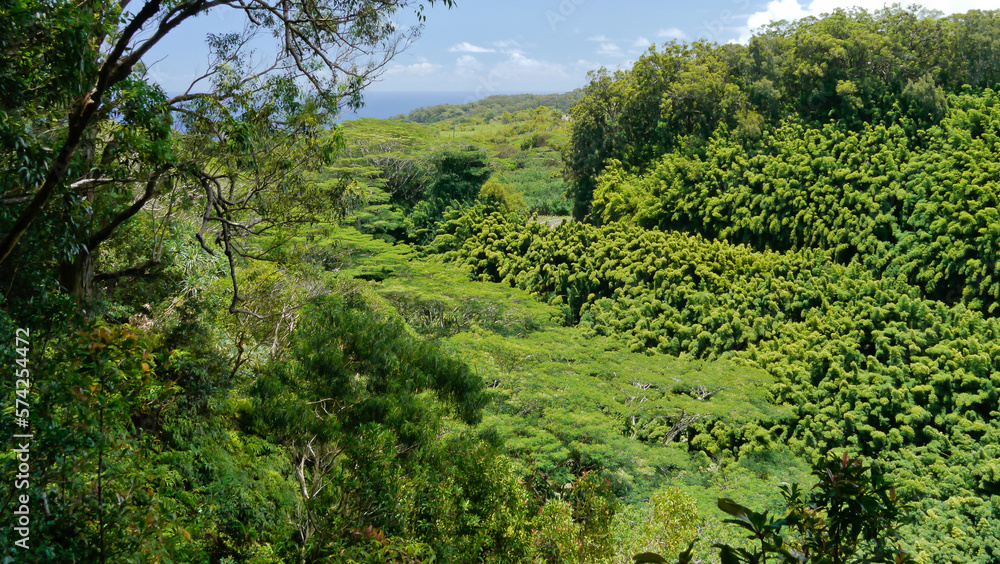 Maui Hawaii green bamboo valley