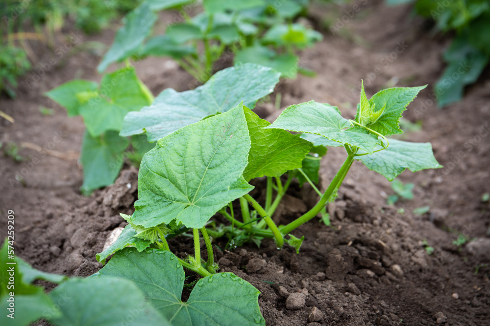 Cucumber plants grow in the garden. Agriculture and organic food Cucumber plants grow in the garden. Agriculture and organic food