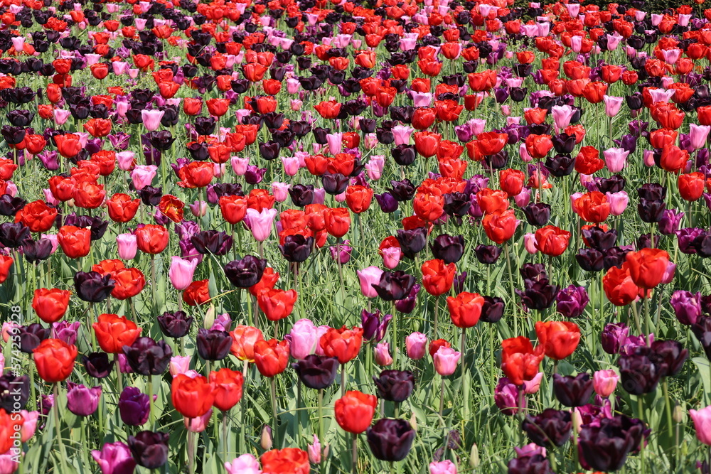Spring Field of Red, Purple, Pink Tulips