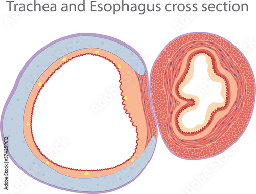 Trachea and Esophagus cross section