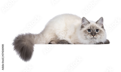 Cute young Neva Masquerade cat kitten, laying down side ways. Haed down, looking concentrated beside camera with blue eyes and otail hanging over edge. Isolated cutout on transparent background. photo