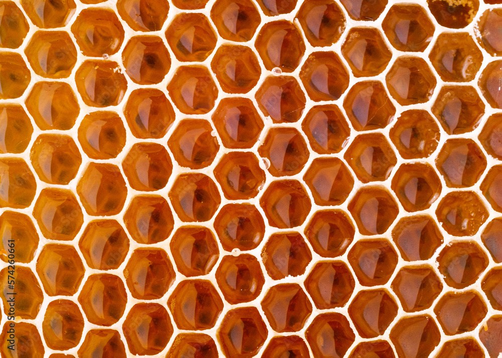 close-up of honeycombs with honey close-up of honeycombs with honey