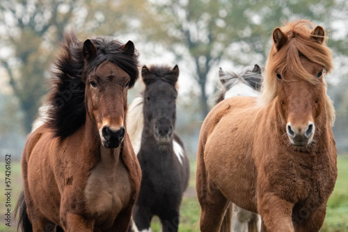 Fototapeta Naklejka Na Ścianę i Meble -  Islandpferde-Pferd- auf einer Weide. Herde