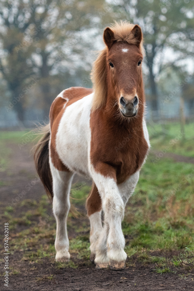 Islandpferde-Pferd- auf einer Weide. Herde Islandpferde-Pferd- auf einer Weide. Herde