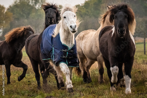Islandpferde-Pferd- auf einer Weide. Herde © joegast