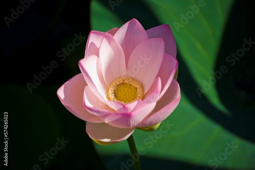 Lotus photo