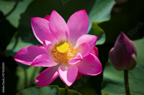 Lotus photo