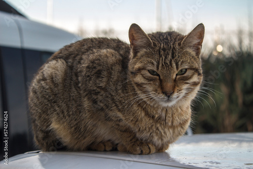 Portrait of tabby cat, cat posing for camera, street cat, stray cat.