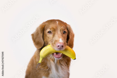 Pies z owocem na białym tle