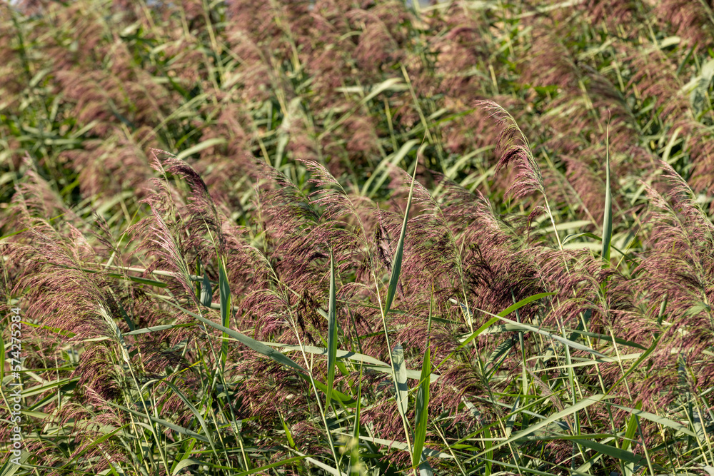 Green grass and swamp in the summer Green grass and swamp in the summer