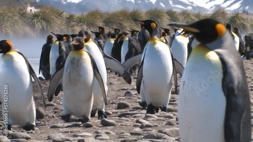 Emperor penguin colony walking on beach
