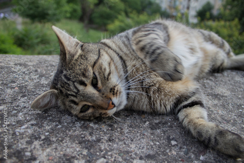 Portrait of tabby cat, cat posing for camera, street cat, stray cat. © HsnStone