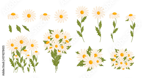 Chamomile flowers set. Floral plants with white petals. Botanical vector illustration on isolated background.