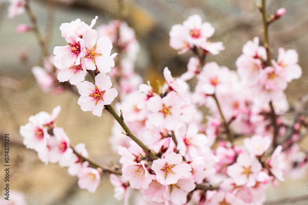 Almendros, almendra, floración, brotes, flor