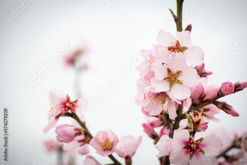 Almendros, almendra, floración, brotes, flor © Ruten