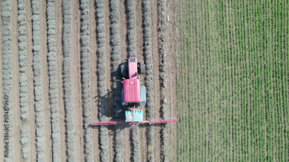 Aerial view, tractor working on a lavender field. Aerial view, tractor working on a lavender field.