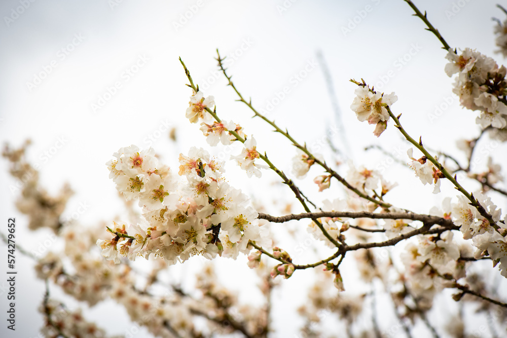 Almendros, almendra, floración, brotes, flor Almendros, almendra, floración, brotes, flor