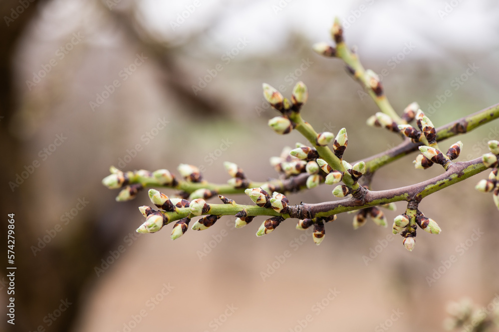 Almendros, almendra, floración, brotes, flor Almendros, almendra, floración, brotes, flor
