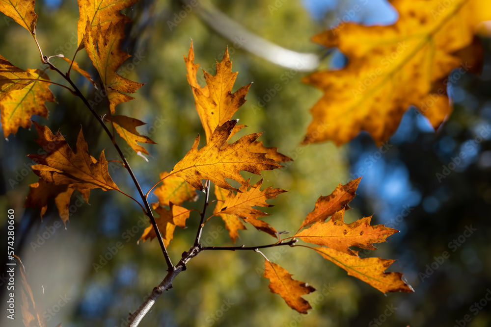 Orange oak foliage close up