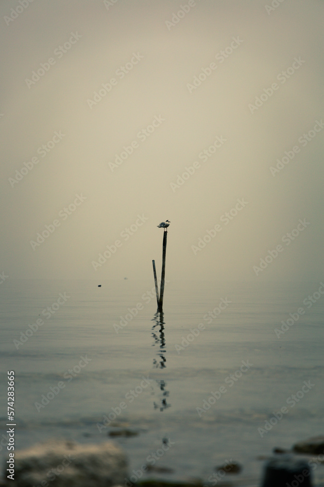 Lonely bird on the water