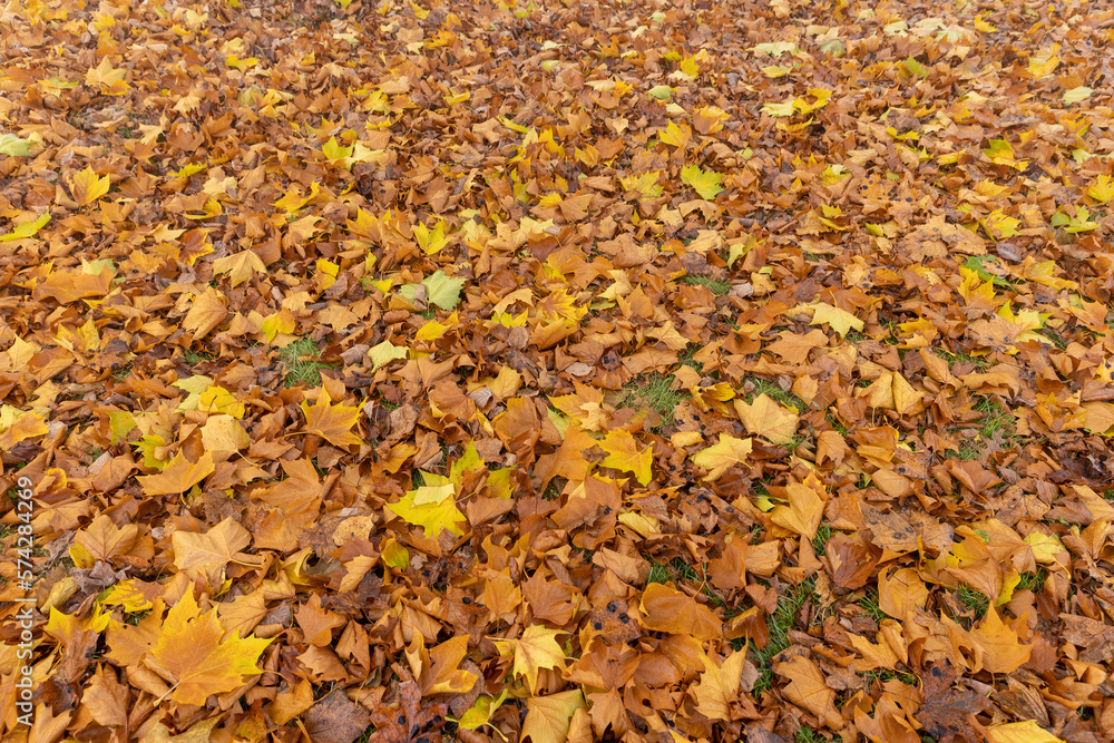 cloudy weather in late autumn with yellowed fallen leaves