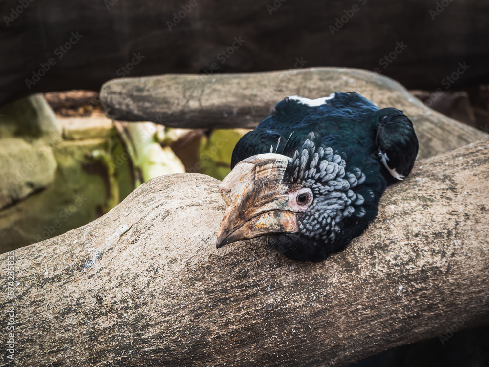 Silver-cheeked hornbill (Bycanistes brevis) on an old tree - species of large bird from the hornbill family (Bucerotidae) Silver-cheeked hornbill (Bycanistes brevis) on an old tree - species of large bird from the hornbill family (Bucerotidae)