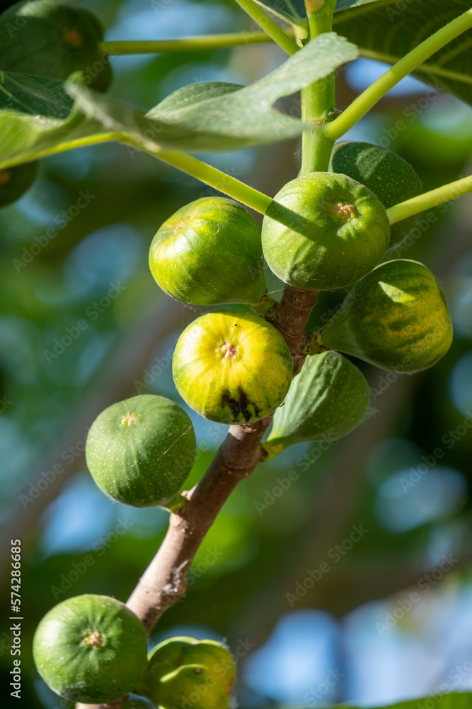 Figs growing on a tree. The edible fruits of Ficus carica. Figs growing on a tree. The edible fruits of Ficus carica.