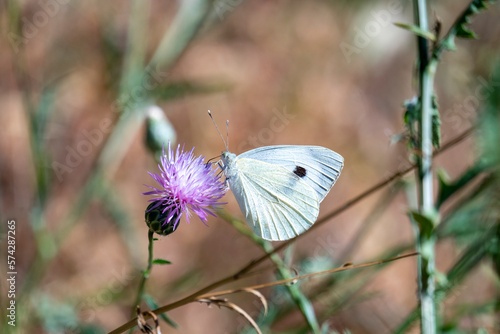 Close-up of a butterfly pollinating a flower on a sunny day. photo