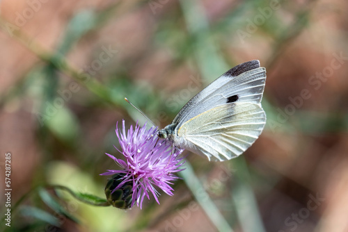 Close-up of a butterfly pollinating a flower on a sunny day.