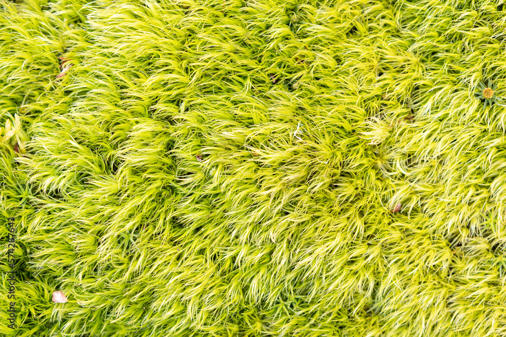 Fresh Green Moss background texture Fresh Green Moss background texture