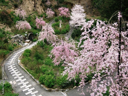 善峯寺境内の満開の桜