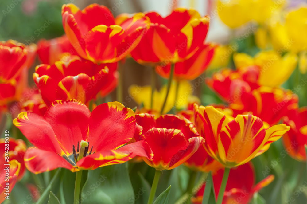 Field of yellow and red flowers. Dutch tulips are blooming in a spring garden. Flower banner for the flower shop, commercial greenhouse, flower farm or plant nursery. Field of yellow and red flowers. Dutch tulips are blooming in a spring garden. Flower banner for the flower shop, commercial greenhouse, flower farm or plant nursery.
