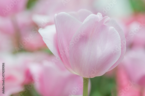 Pink tulip blooming in the spring garden. Ornate bright background for the flower shop, commercial greenhouse, flower farm or plant nursery.