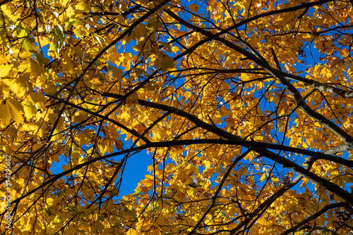 Autumn season in the park  the foliage