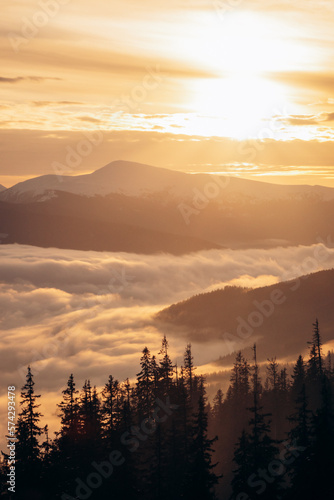 Dragobrat, Ukraine mountain landscape with fog and fir trees.