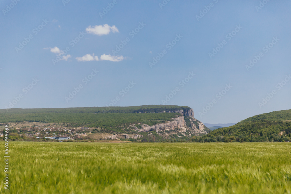 field with green wheat mountains far blue sky nature