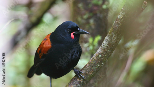 Принти на полотні A close-up portrait of an adult North Island saddleback (Philesturnus rufusater)