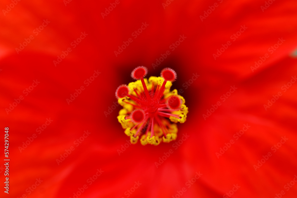 Abstract detail of a hibiscus flower - macro photography with very shallow depth of field Abstract detail of a hibiscus flower - macro photography with very shallow depth of field