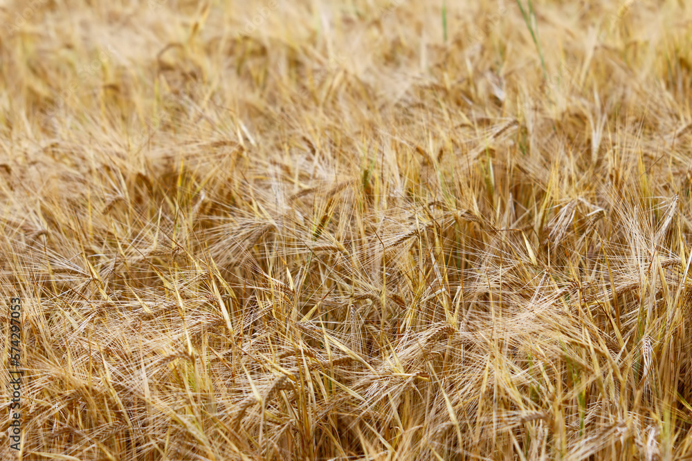 Ripe ears of barley in the field Ripe ears of barley in the field