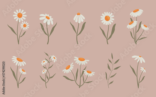 Collection of delicate flowers, vector illustration