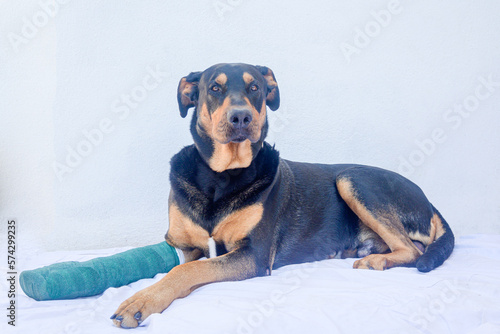 Big male dog with medical bandage on the right leg