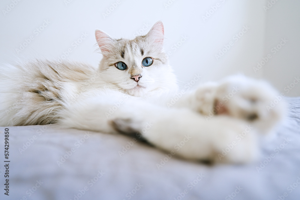 Cute white cat with blue eye lying in bed. Fluffy pet comfortably settled to sleep  